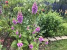 IMG_2849.jpeg