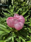 IMG_5327.jpeg