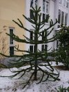 DSC_7884.JPG