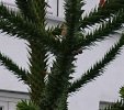 DSC_7884a.JPG