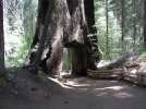 Sequoya.jpg