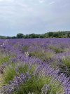 IMG_1107.jpeg