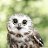 ОльгаOwl